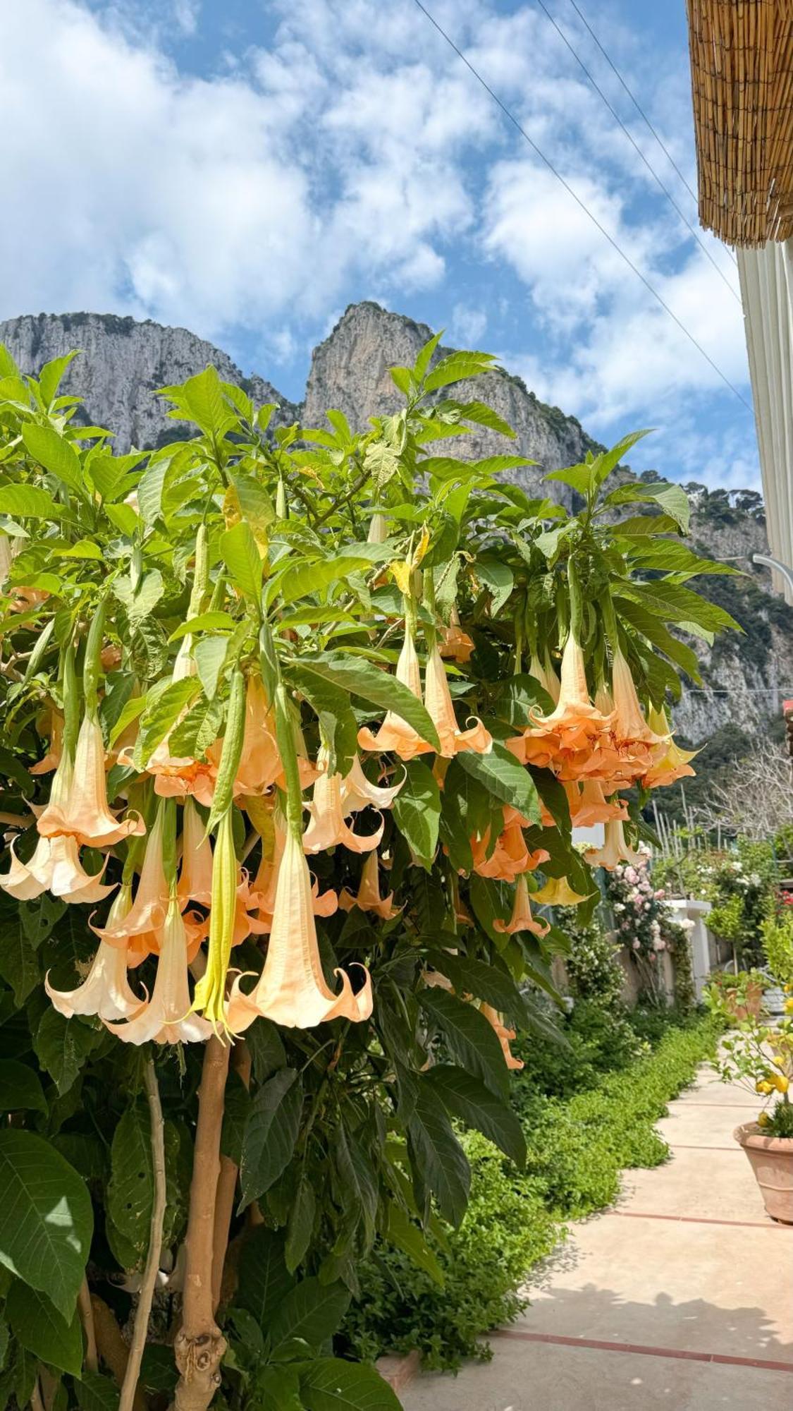 Il Cigno B&B Capri Bagian luar foto