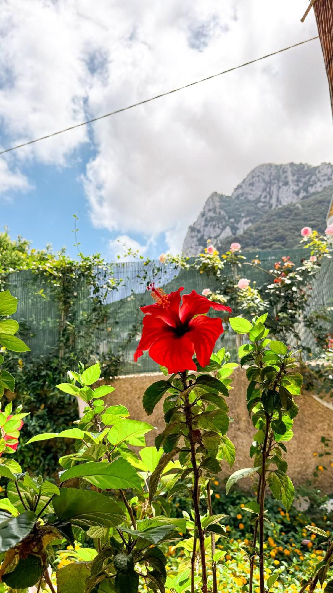 Il Cigno B&B Capri Bagian luar foto