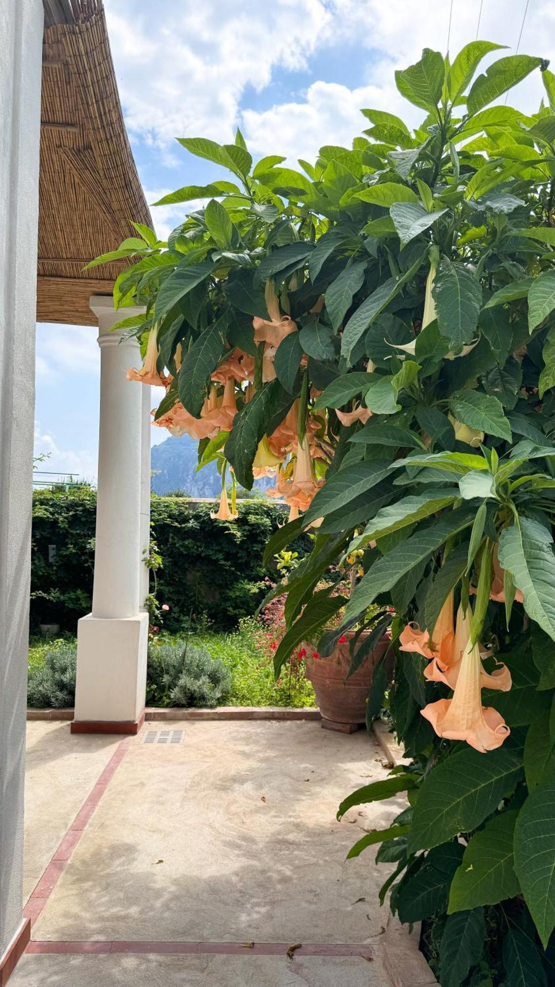 Il Cigno B&B Capri Bagian luar foto