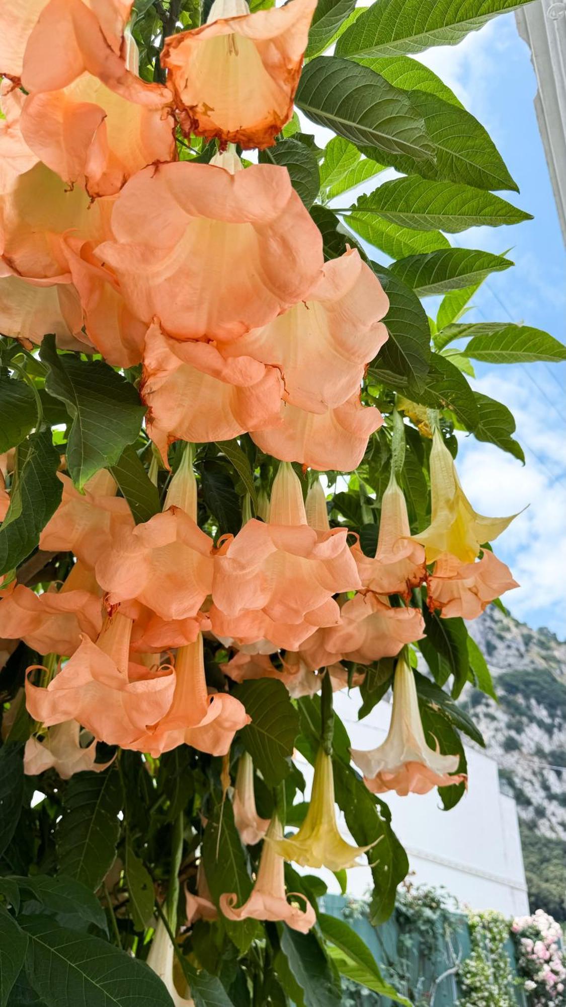 Il Cigno B&B Capri Bagian luar foto